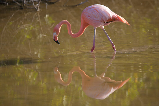 Galapagos flamingo on the Galapagos Islands