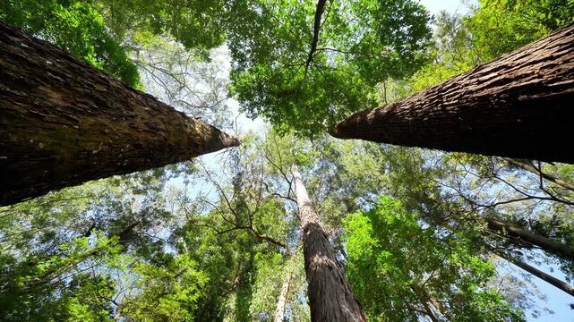 Looking Up Between Tall Tree Trunks in a Forest Canopy