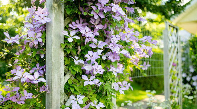 Purple clematis flowers climb over wooden garden trellis surrounded by lush green foliage in summer. Abundant flowering vine creates romantic cottage garden atmosphere and natural decoration.
