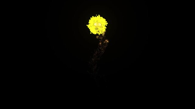 Bloom of firework with dark black background, fireworks spectacular composition in 4k