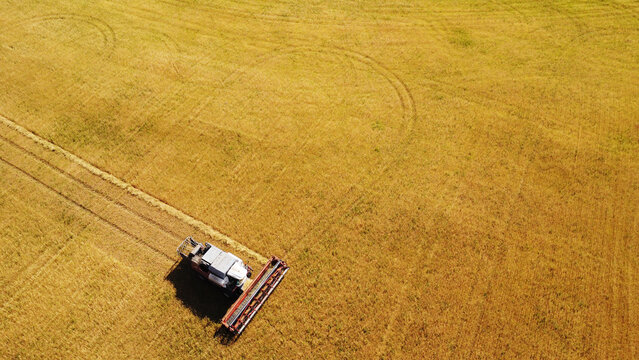 Aerial View of Combine Harvester Gathering Windrows in Golden Field