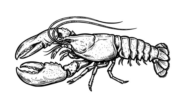 Lobster Vector Illustration Hand Drawn Sketch Style Detailed Crustacean with Claw and Antenna Black and White Design
