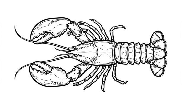 Lobster Vector Illustration Hand Drawn Sketch Style Symmetrical Top View Crustacean with Detailed Claws and Tail Fin