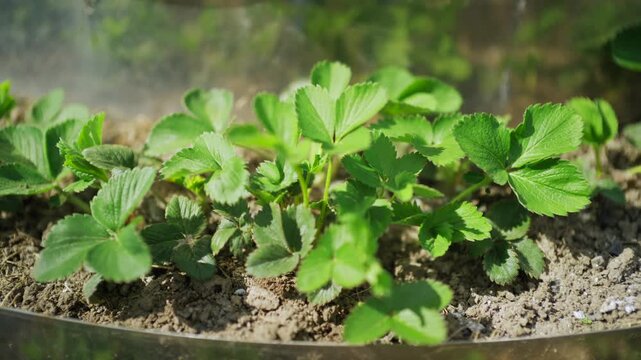 Young strawberry plants growing in small greenhouse garden close up.