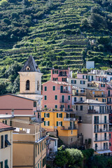 Fototapeta premium San Lorenzo church in Manarola, Liguria, Italy shows church tower beneath layered vineyard terraces from telephoto village perspective.