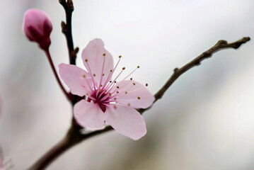 A delicate pink cherry blossom flower with visible stamens and pistil is in full bloom on a dark branch. © Ray