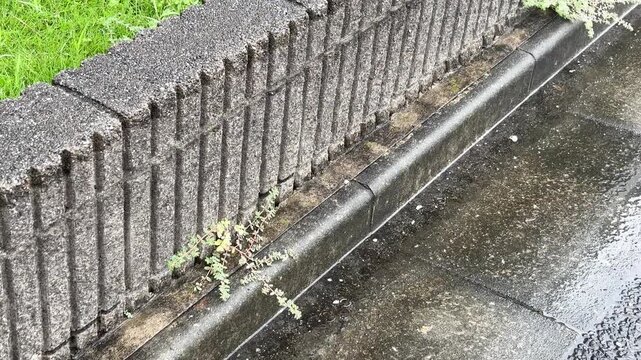 雨に濡れるブロック塀と路肩の植物の自然風景　しっとりとした情緒を感じる街角の静かな環境　落ち着いたトーンの背景動画素材　雨上がりのアスファルトに反射する光と緑の草花が映り込む高解像度の横長ビデオ素材