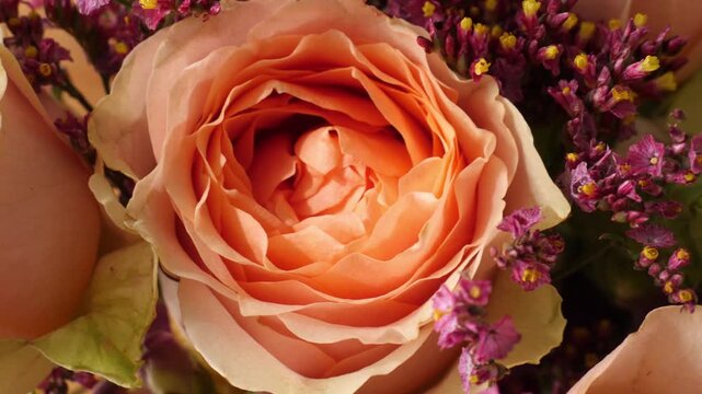 Pink rose flower, closeup
