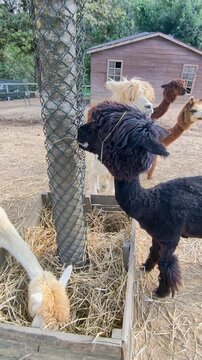 Feeding alpacas and llamas in a farm setting during the day
