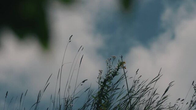 Looking up at grass swaying in the wind from beneath the shade of trees, with a blue sky and fast-moving clouds in the background.
