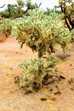 Cholla cactus, Sonora Desert, Mid Summer