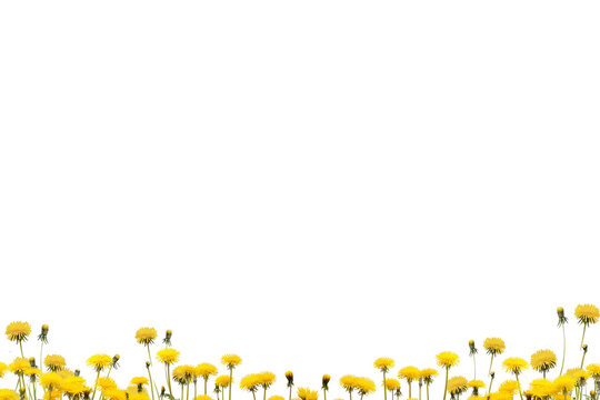 Dandelion flower on transparent background. Beautiful wild flowers dandelions with green leaf png. Collection set yellow dandelions. Summer spring flowers. dandelion cut out cutout clip art AI	
