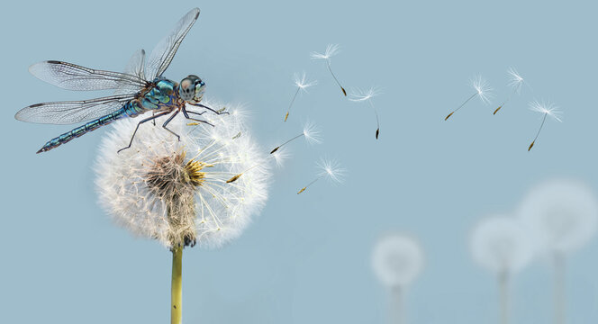 White dandelion and Dragonfly closeup with seeds blowing away in the wind