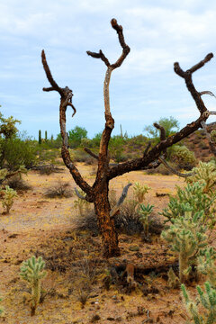 Cholla cactus, Sonora Desert, Mid Summer
