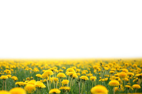 Dandelion flower on transparent background. Beautiful wild flowers dandelions with green leaf png. Collection set yellow dandelions. Summer spring flowers. dandelion cut out cutout clip art AI	