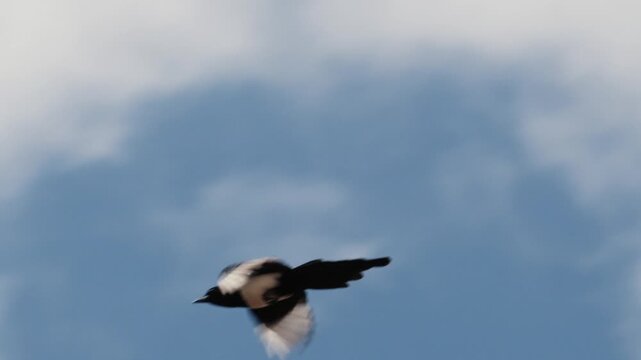 Black and white magpie bird flying across sky with wings flapping in slow motion.