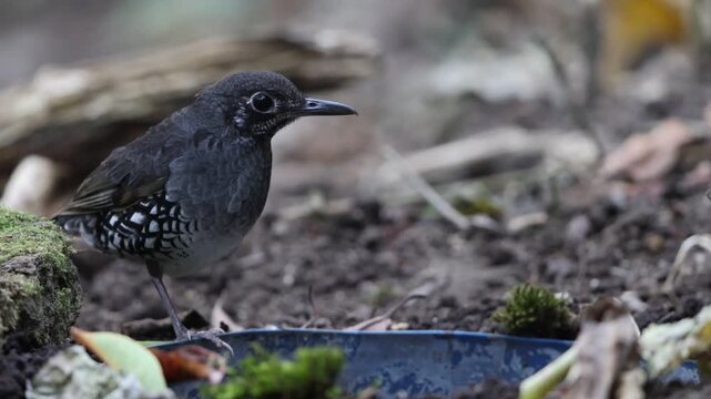Sunda Thrush (Zoothera andromedae),Slaty blue-gray thrush with beautiful black-and-white-scaled sides and a subtle but distinctive face pattern.