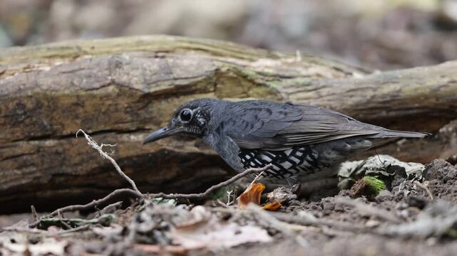 Sunda Thrush (Zoothera andromedae),Slaty blue-gray thrush with beautiful black-and-white-scaled sides and a subtle but distinctive face pattern.