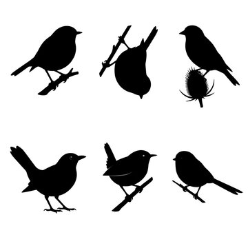 Collection of black bird silhouettes isolated on white background. Set of realistic songbird icons including sparrows, robins, and finches perched on tree branches and wild thistle for nature design.