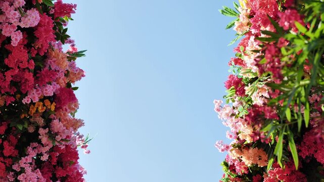 Vibrant flowering plants framing clear blue sky, creating a beautiful natural border