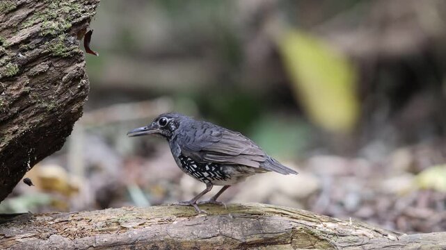 Sunda Thrush (Zoothera andromedae),Slaty blue-gray thrush with beautiful black-and-white-scaled sides and a subtle but distinctive face pattern.