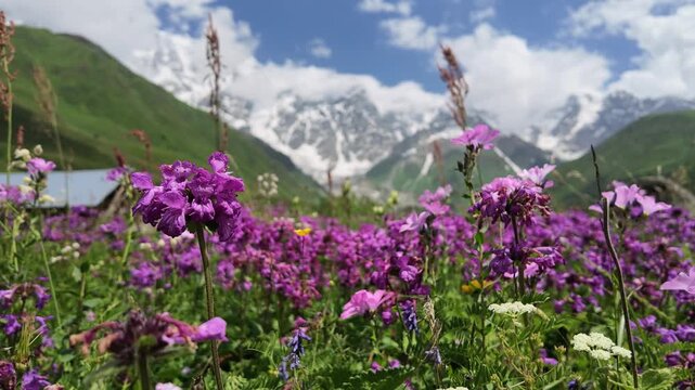 Slow motion. Blooming wild purple flowers swaying in mountain meadow of Shkhara glacier in Svaneti region Georgia, Caucasus mountains eco tourism and wilderness travel