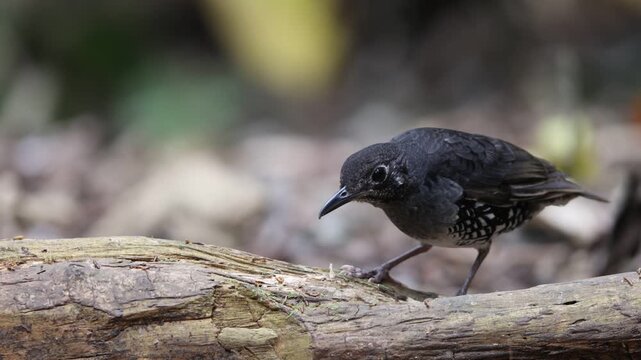 Sunda Thrush (Zoothera andromedae),Slaty blue-gray thrush with beautiful black-and-white-scaled sides and a subtle but distinctive face pattern.