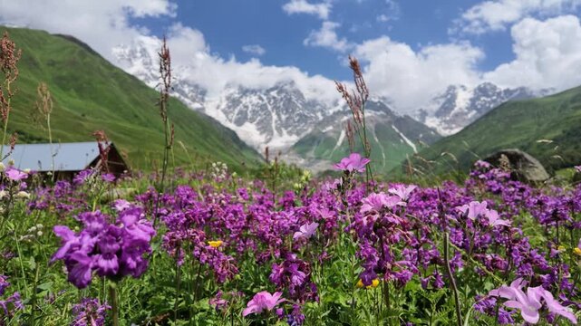 Vibrant blooming purple wildflowers in mountain valley meadow under blue sky at Shkhara glacier in Caucasus mountains, Svaneti region, Georgia, natural landscape, summer alpine tourism concept