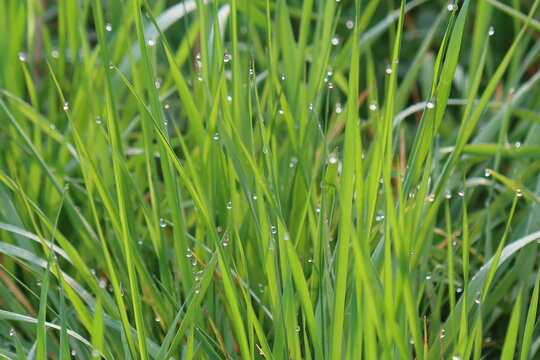 Frisches gr&uuml;nes Gras in Nahaufnahme