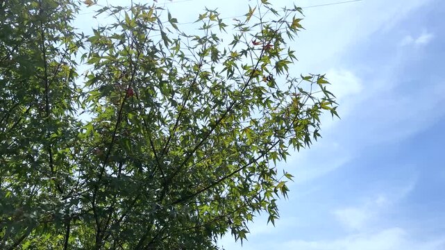 青空を背景に揺れる青々とした新緑のモミジの枝葉　初夏の陽光が差し込み木漏れ日が美しく輝く爽やかな自然の風景　コピースペースを確保した落ち着いた雰囲気の横長背景ビデオ素材