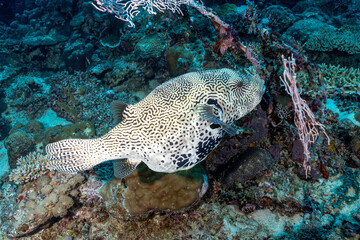 Madagascar, Nosy Be, Map Puffer (Arothron mappa), Map Pufferfish © Luigi