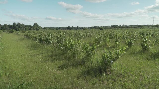 Panning View Across Currant Bushes in Experimental Research Field