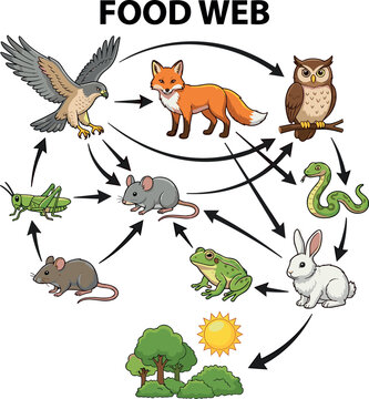 Educational Food Web Diagram Vector Illustration Showing Forest Ecosystem Energy Flow with Hawk Fox Owl Snake Frog Rabbit Mice and Grasshopper Animals
