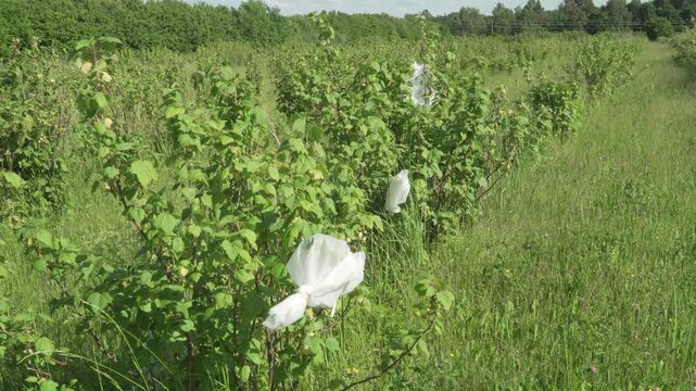 Black Currant Cultivars with Pollination Bags in Field Row