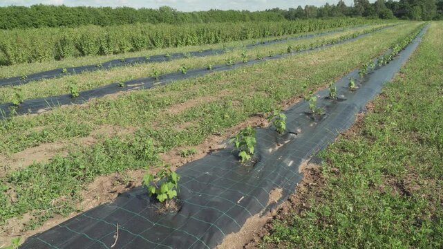 Young Currant Bushes Growing in Field Rows with Weed Barrier Fabric