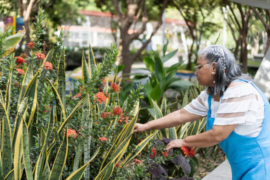 Senior woman gardening outdoors caring for plants