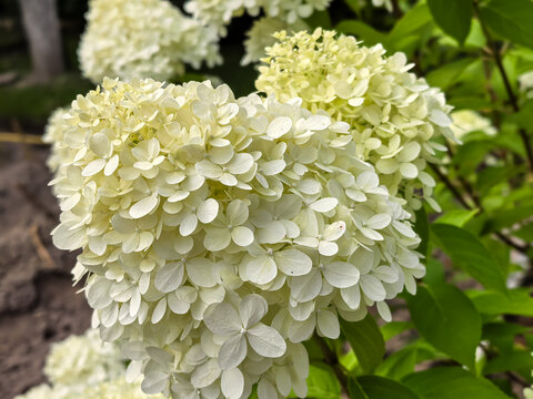 White hydrangea paniculata flowers blooming in sunny summer garden