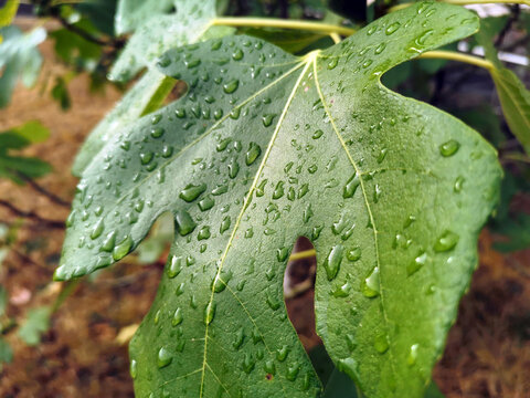 Oberfl&auml;che eines Feigenblatts mit Wassertropfen nach dem Regen in Nahaufnahme