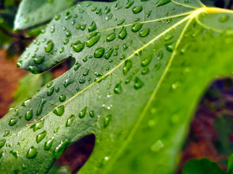 Oberfl&auml;che eines Feigenblatts mit Wassertropfen nach dem Regen in Nahaufnahme