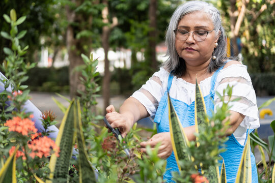 Senior woman pruning garden plants with shears