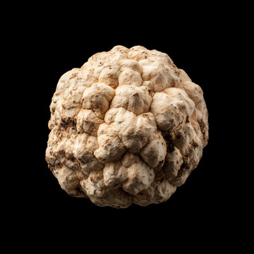 Fresh Bianchetto truffles isolated on black background with clipping path, great for culinary and gourmet themes