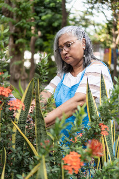 Senior woman gardening outdoor, caring for plants and nature