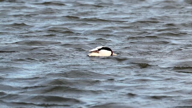 anatra mentre mette la testa sott'acqua in cerca di cibo, in un ambiente naturale di palude fluviale