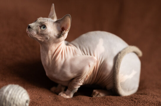 Cat and sphinx concept - hairless sphinx cat on a soft blanket