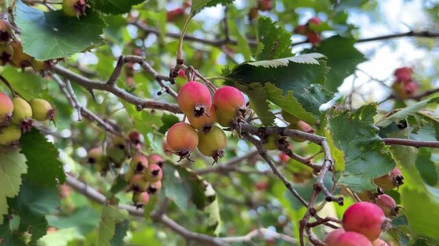 Ripe red hawthorn berries grow on a hawthorn bush. Cultivation of medical berries and plants concept