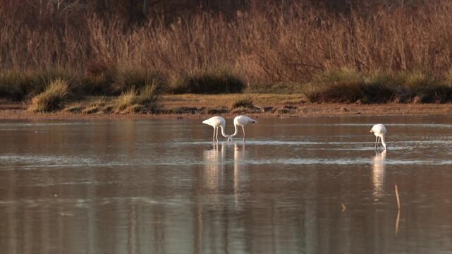 fenicotteri adulti mentre cercano da mangiare con la testa sott'acqua, in una palude fluviale, al tramonto
