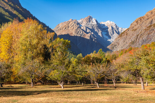 Autumn view of Ecrins National Park with mountain peak of Pic de Bonvoisin and orchard near Vallouise-Pelvoux in the Hautes-Alpes, French Alps, France