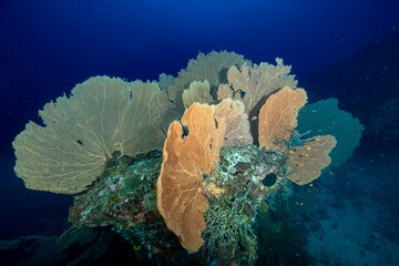 Madagascar, Nosy Be, Fan-shaped orange and yellow Gorgonian sea fans © Luigi