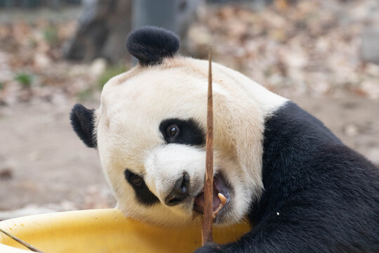 Close-Up of Giant Panda, Xiao Qi Ji, Tilting Head and Biting Bamboo Stick