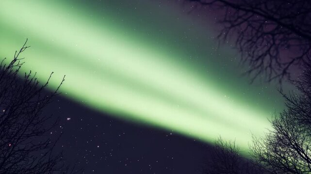 Bright colors of the Aurora Borealis against the night sky with silhouettes of leafless trees.